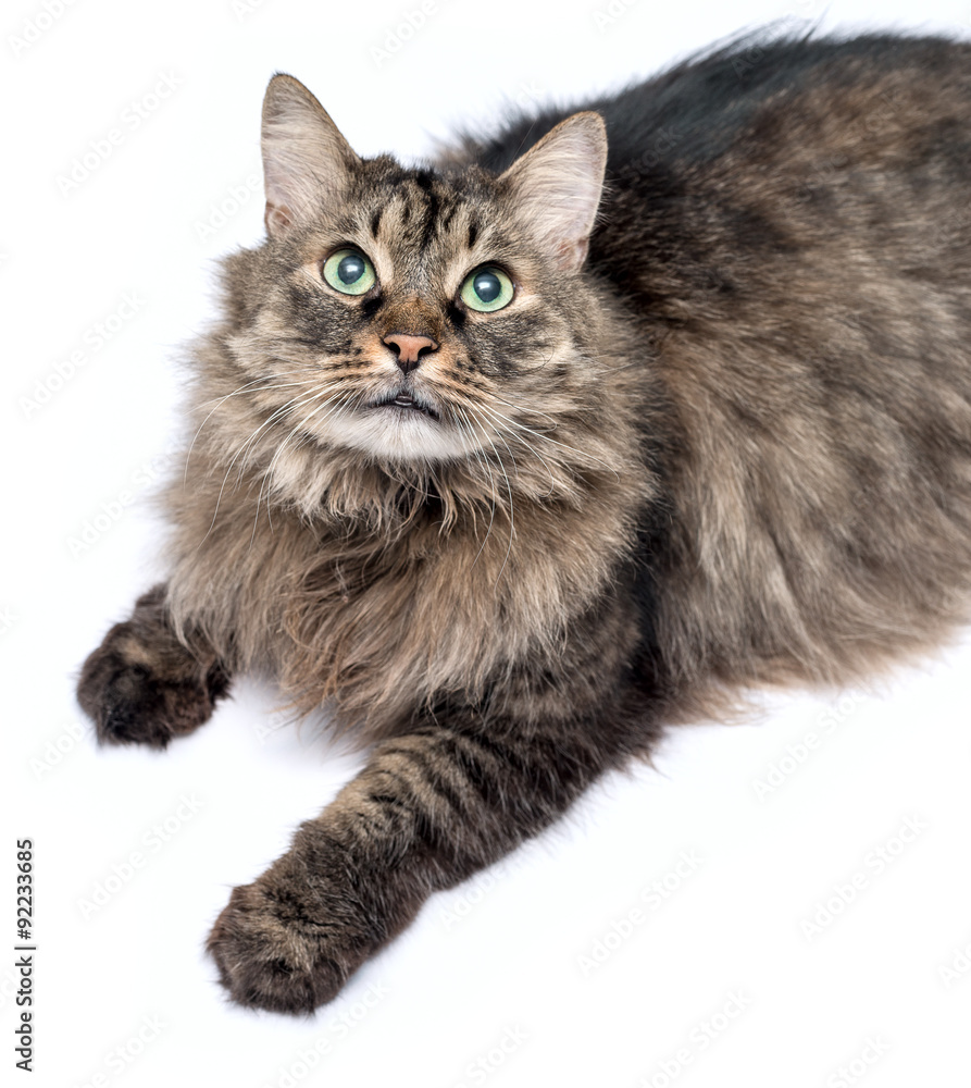 Fototapeta premium Beautiful furry adult cat on white background