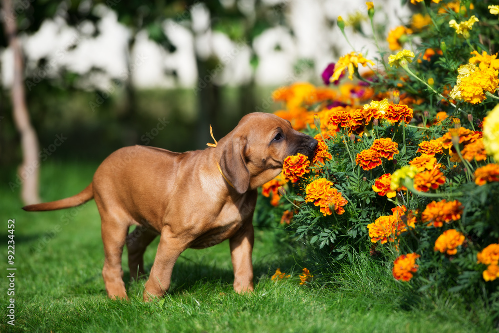 rhodesian ridgeback puppy with flowers