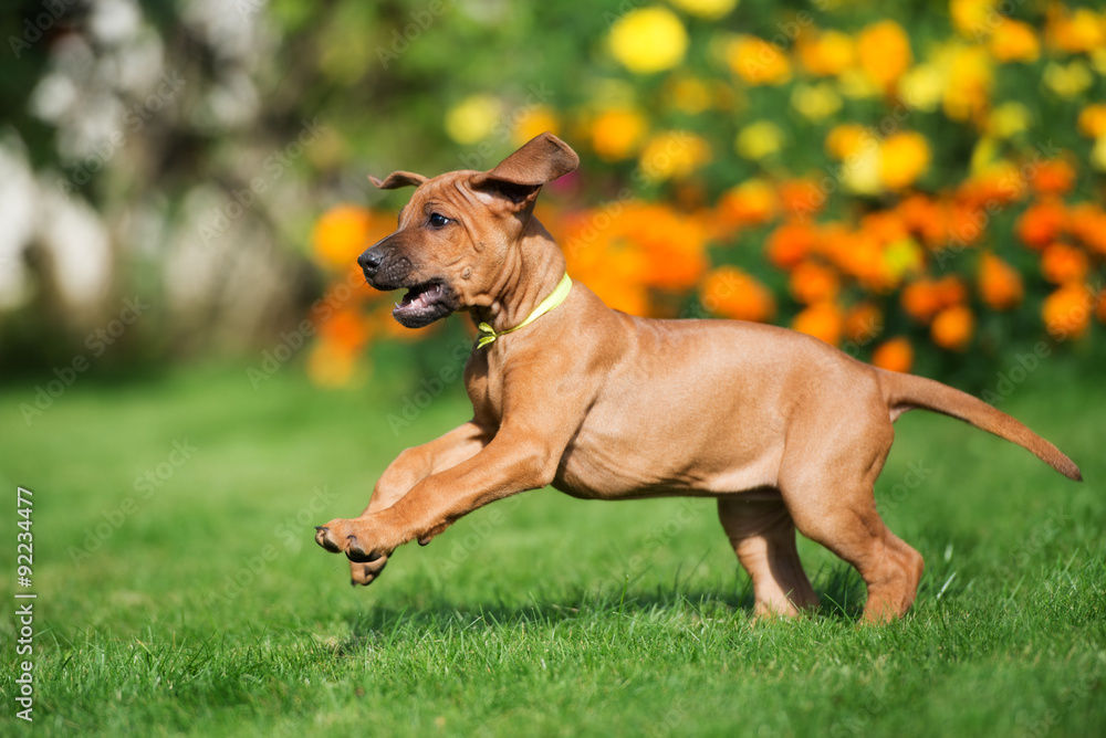 happy rhodesian ridgeback puppy running on grass