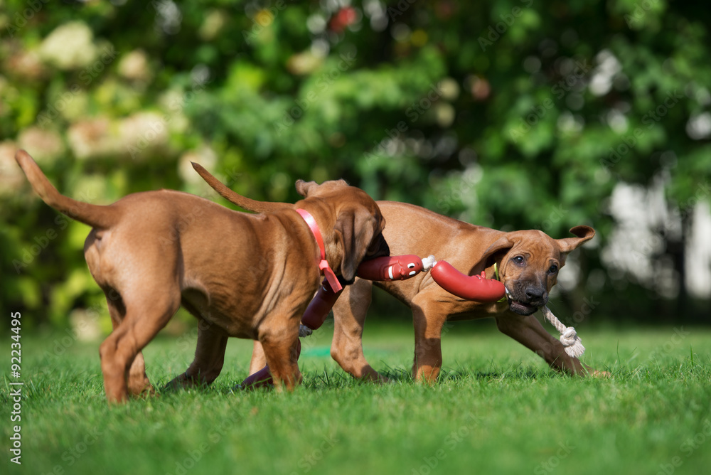 two happy puppies playing outdoors two happy puppies playing outdoors