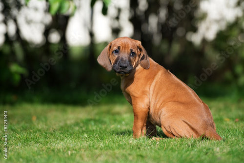 rhodesian ridgeback puppy sitting on grass