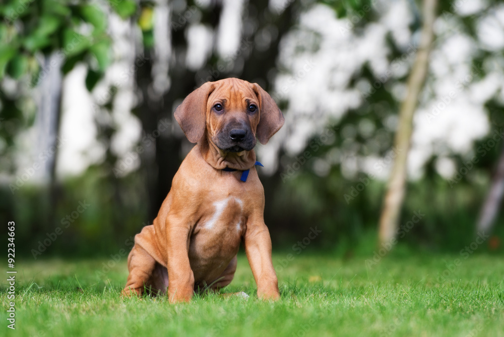 rhodesian ridgeback puppy sitting on grass