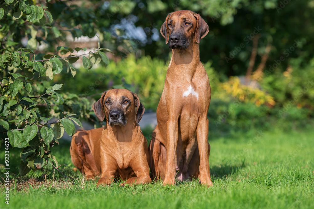 two rhodesian ridgeback dogs outdoors
