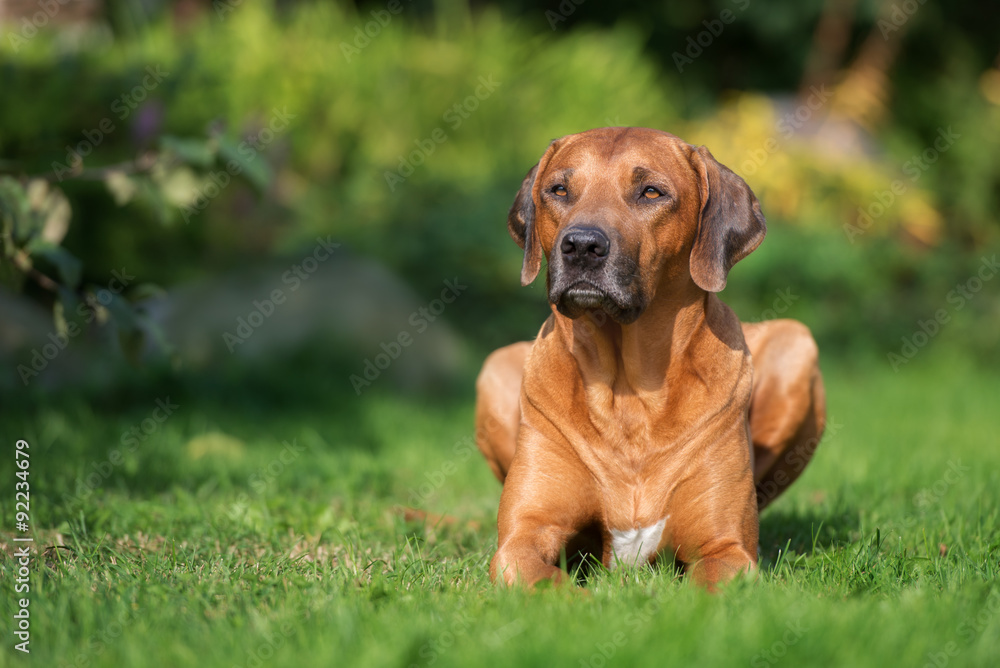 rhodesian ridgeback dog outdoors