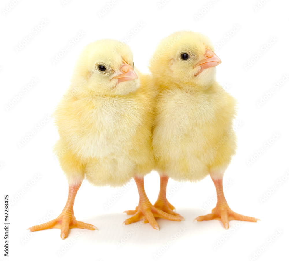 Pair of newborn yellow chickens