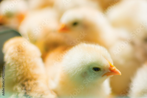 Adorable newly hatched chicks on a traditional chicken farm