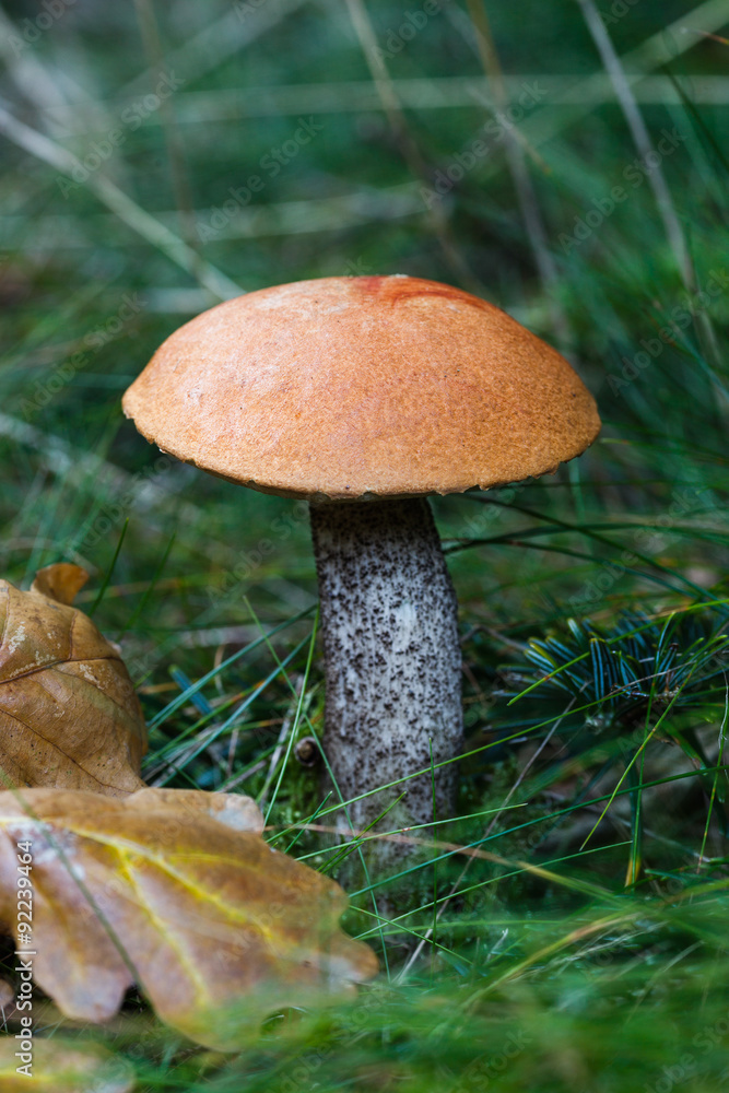 Orange Birch Bolete (Leccinum versipelle) mushroom in a forest Orange Birch Bolete (Leccinum versipelle) mushroom in a forest