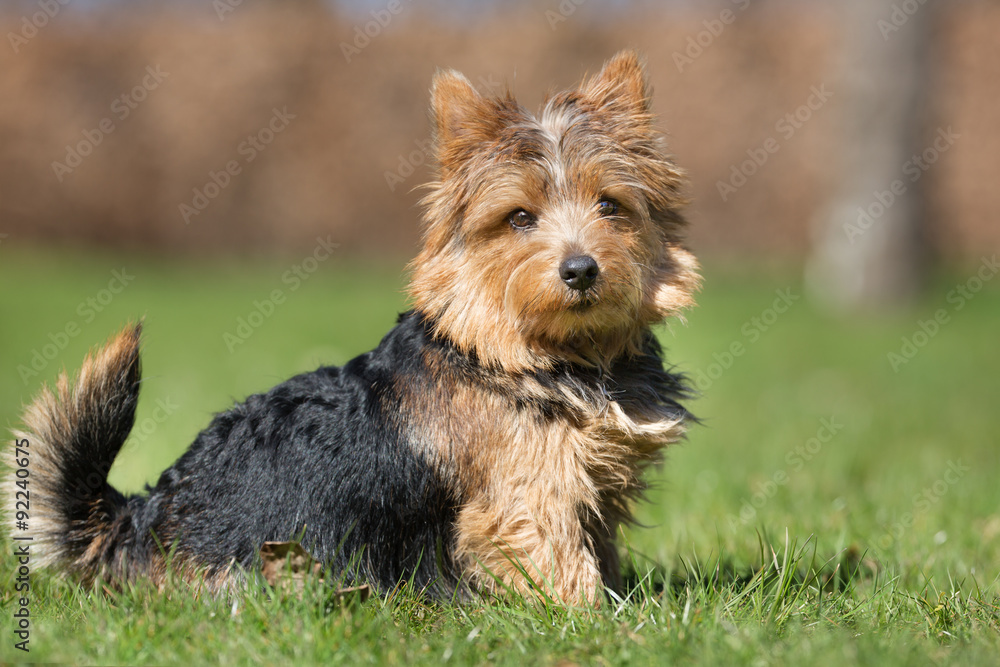 Yorkshire Terrier dog outdoors in nature