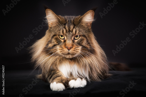 Fototapeta Naklejka Na Ścianę i Meble -  Maine Coon cat