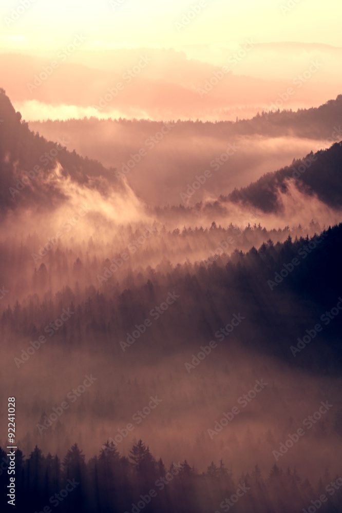 Obraz premium Colorful autumn daybreak. Misty awakening in a beautiful hills. Peaks of hills are sticking out from vivid fog
