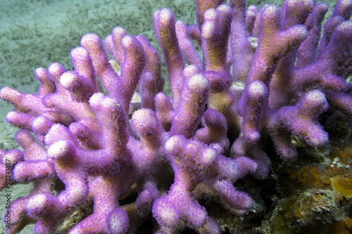 coral reef with pink finger coral in tropical sea, underwater