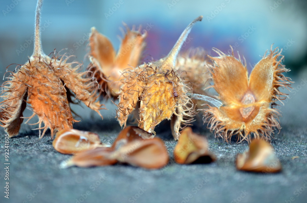 Obraz premium Bucheckern auf Mauer