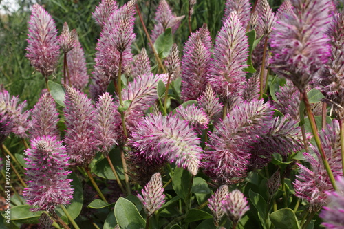 Ptilotus exaltatus - Blume