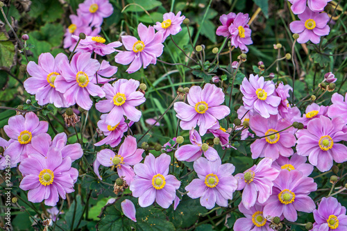 Blooming pink japanese anemone (Anemone Hupehensis Japonica) in autumn