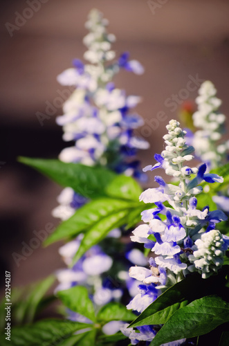 Lupine Flowers