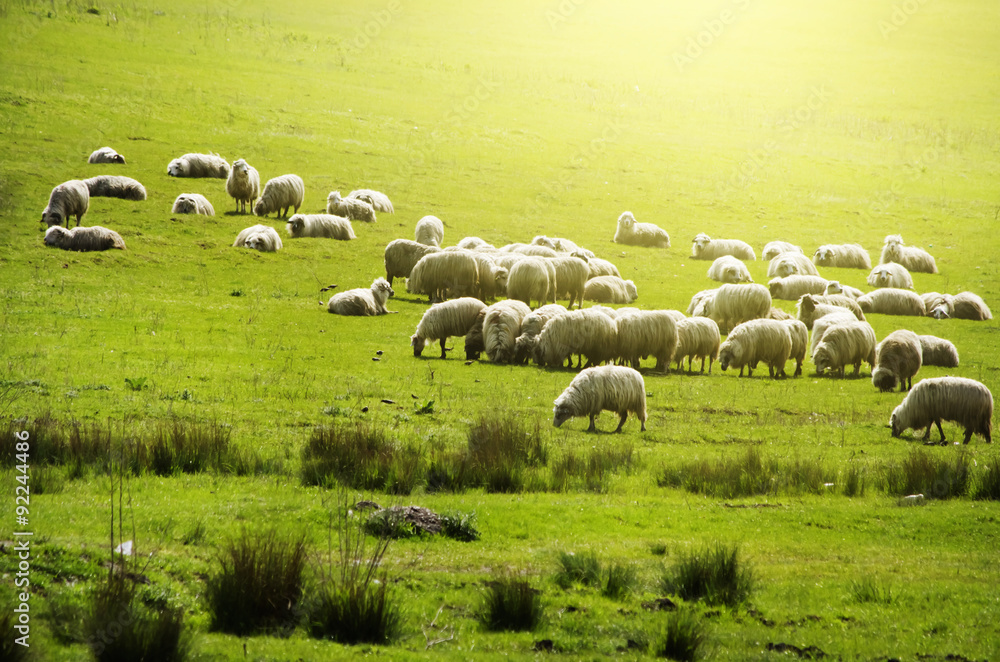 Sheeps Herd at Green Field