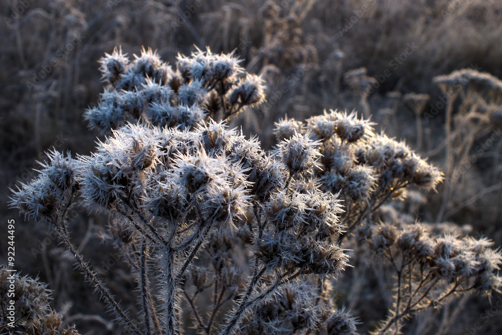 Obraz premium Ice Crystals on Dead Plants