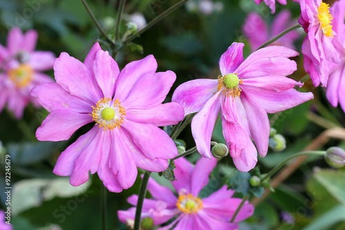 Anemone japonica