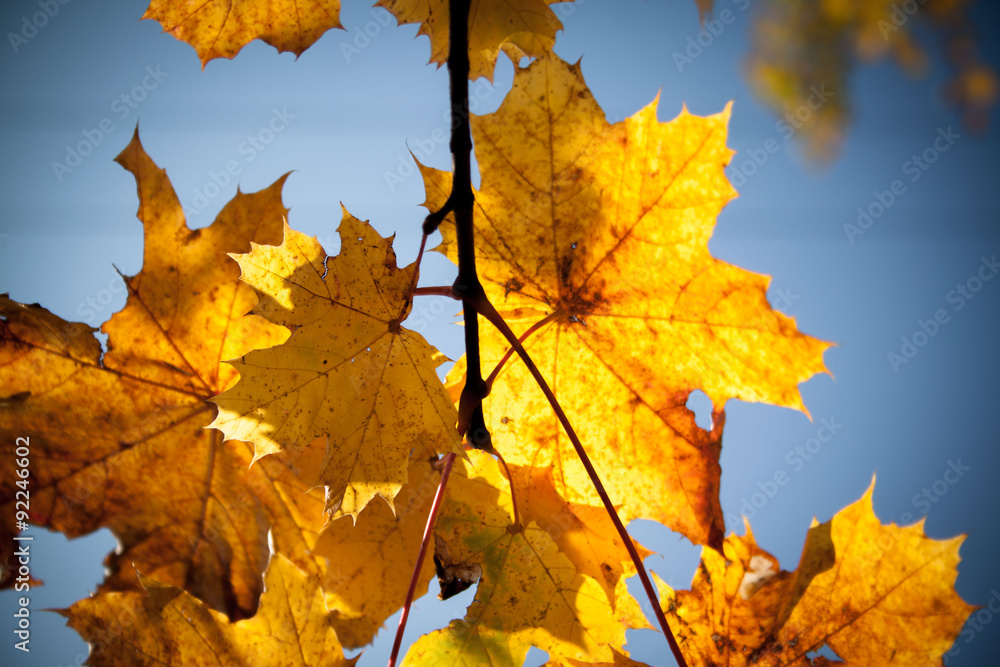 autumn maple leaves