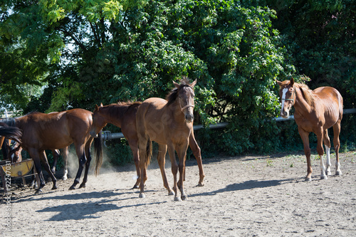 Young brown horses on a farm. Photographed on a nice sunny day in horse park Zobnatica  near Subotica. Public entrance.