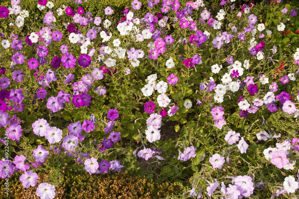Fototapeta premium Flores no jardim