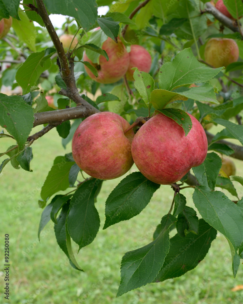 Organic Chestnut Crabapples (Malus 'chestnut') Ready for Picking Organic Chestnut Crabapples (Malus 'chestnut') Ready for Picking