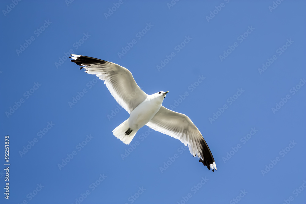 Obraz premium Seagull in the sky over the ocean
