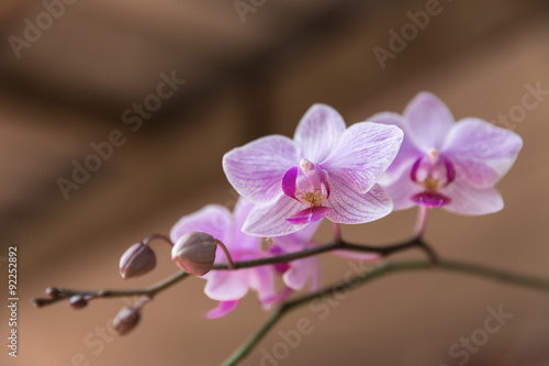 purple orchid photo