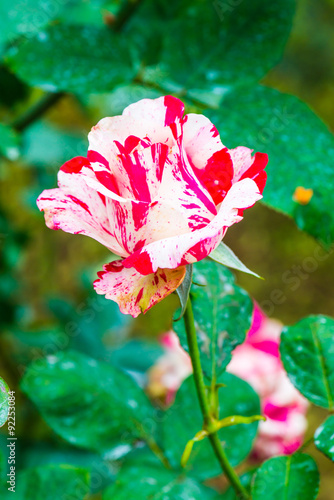 Soutine Rose or Red and White Rose in Garden photo