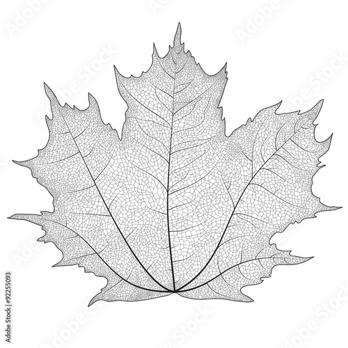 Vector drawing of a maple leaf. The veins on the leaves of the maple.