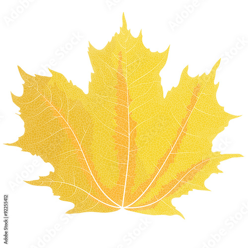 Vector drawing of autumn maple leaves. Yellow maple leaf.