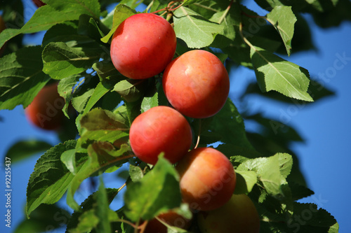 Late summer red plums on tree
