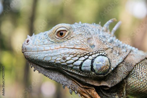 Macro Head of  Python at the Blurred Black Background.