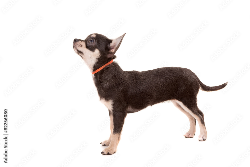Obraz premium Chihuahua puppy