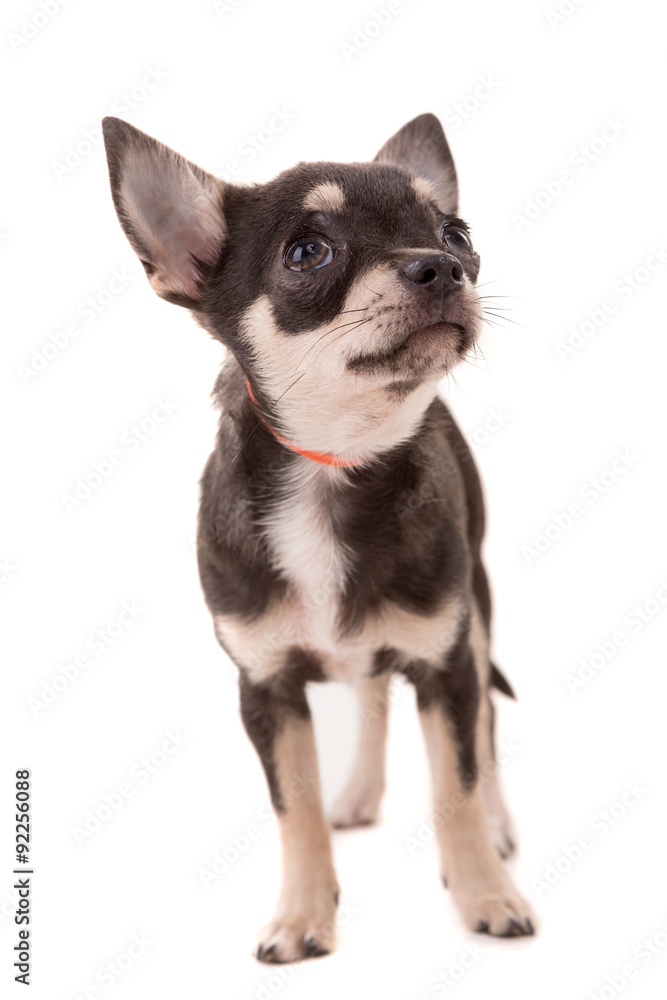 Chihuahua puppy