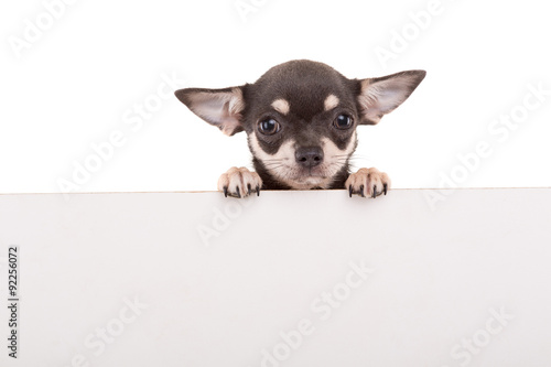 Fototapeta Naklejka Na Ścianę i Meble -  Chihuahua puppy