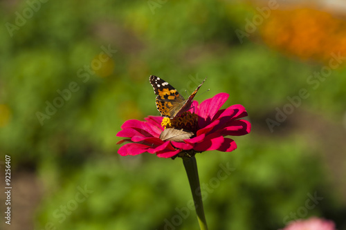 Butterfly on a flower © selezenj