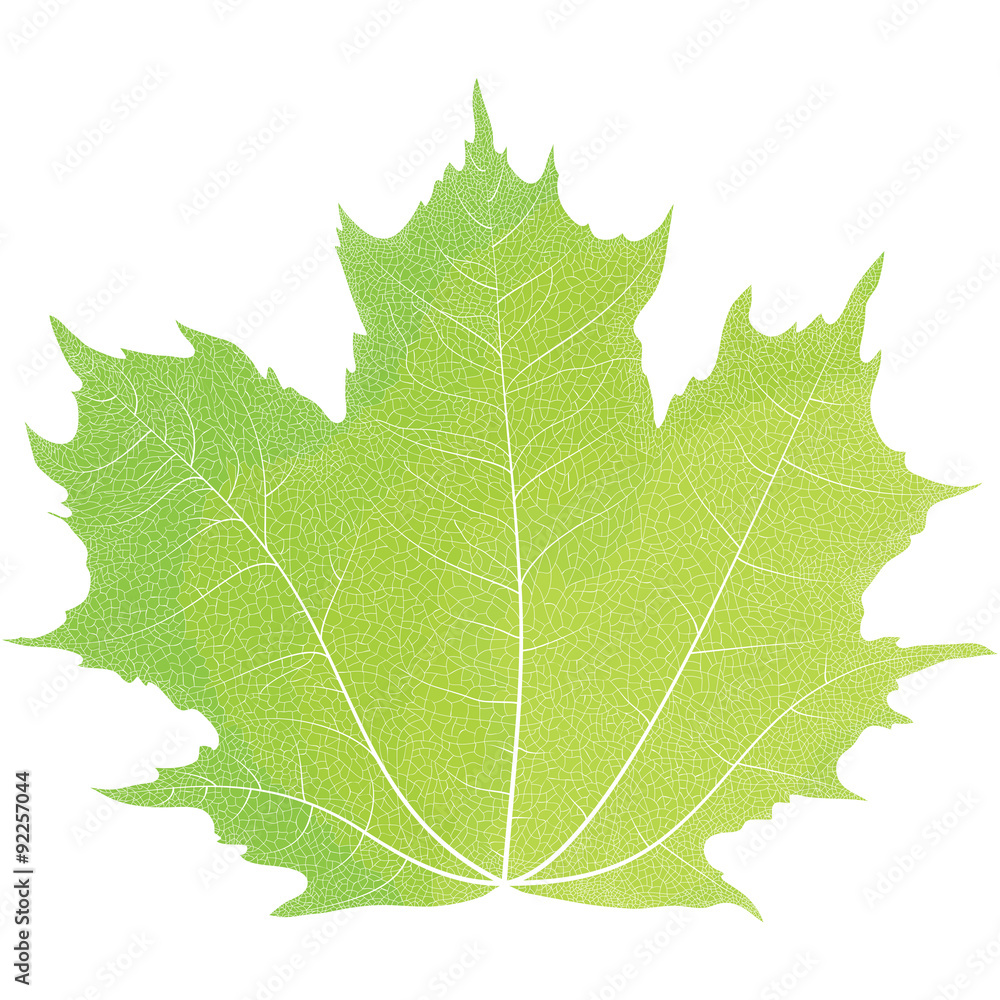 Fototapeta premium Vector drawing of autumn maple leaves. Green maple leaf.