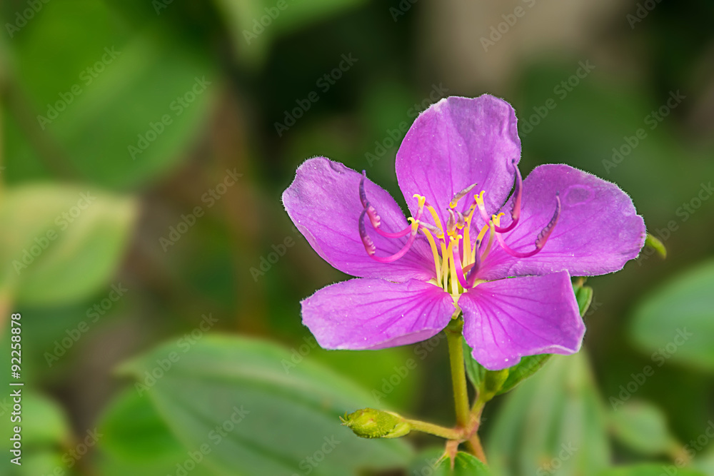  Beautiful Malabar melastome flower  (Indian rhododendron)  by selective focus.The wildflowers on roadside in Thailand.