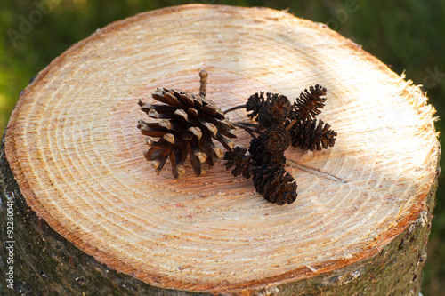 Pine and alder cones on wooden stump in garden on sunny day