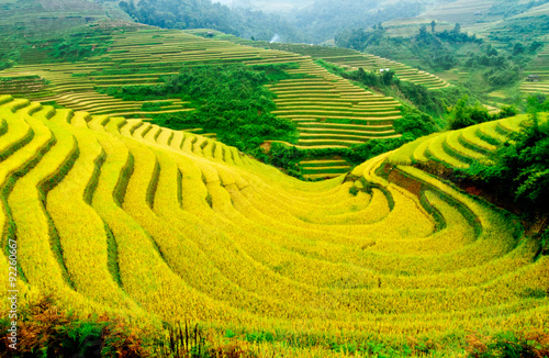 Rice fields on terraced of Mu Cang Chai  YenBai  Vietnam  
