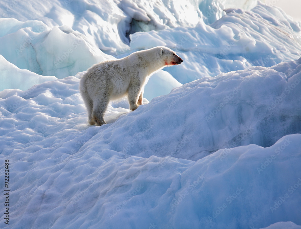 Obraz premium Polar bear on iceberg