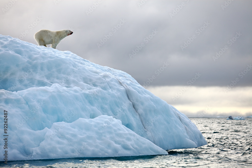 Obraz premium Polar bear on iceberg