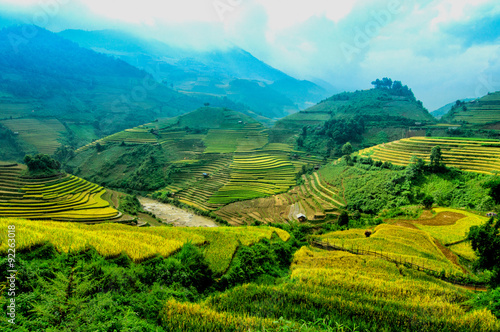 Rice fields on terraced of Mu Cang Chai  YenBai  Vietnam. Rice fields prepare the harvest at Northwest Vietnam.