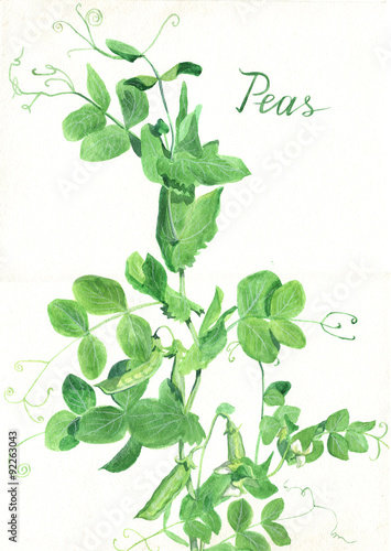 Plant peas on a white background. Botanical illustration. Watercolor