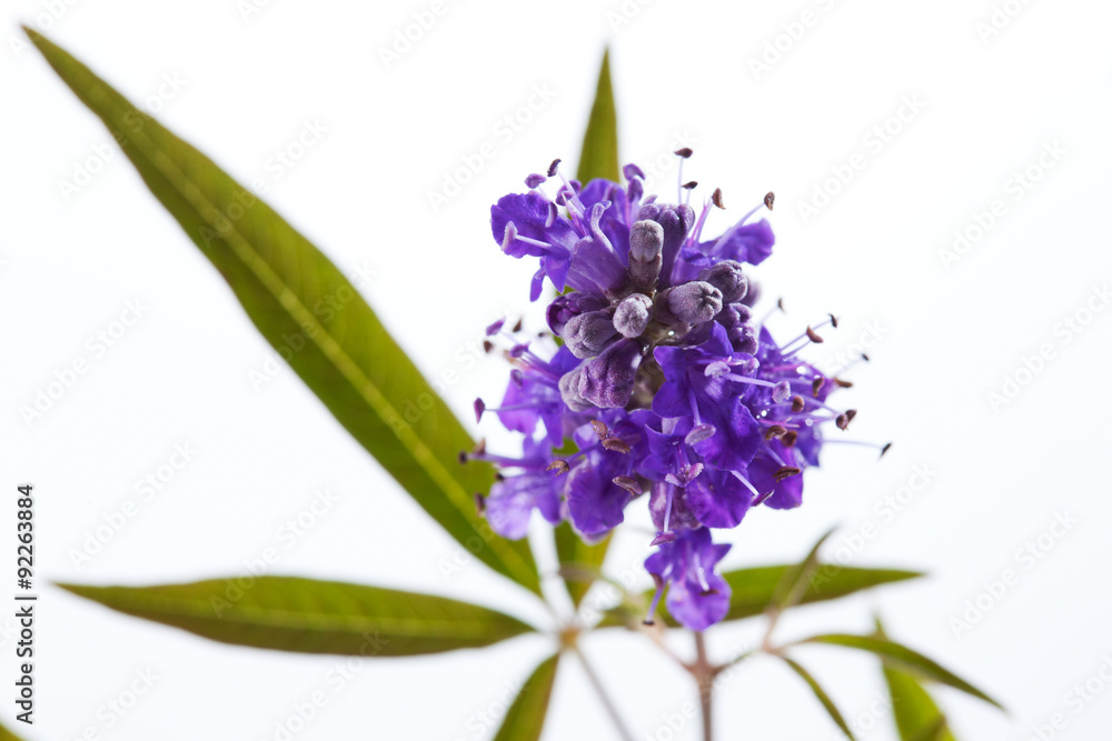 Obraz premium Mönchspfeffer (Vitex agnus-castus), Heilpflanze, Blätter, viol