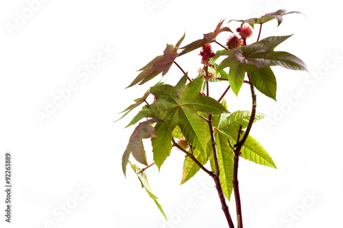 Wunderbaum (Ricinus communis), Rizinus, Blätter, Früchte, weis photo