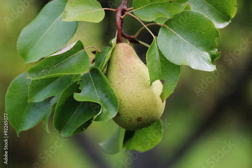 Harvest pears on the tree