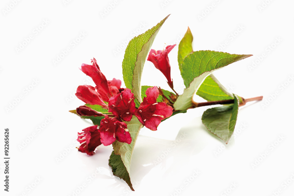 Weigelie Bristol Ruby (Weigela), Blüten, Zweig, Blätter, Freis Weigelie Bristol Ruby (Weigela), Blüten, Zweig, Blätter, Freis