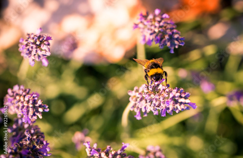 Obraz na plátně Bumblebee on a fragrant bed of lavender